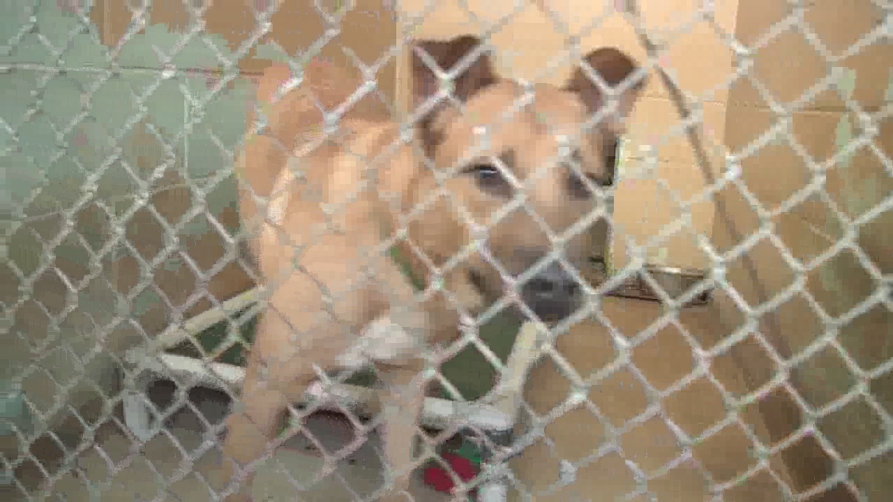 Jacksonville Humane Society prepares for new shelter
